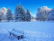 Zimowy krajobraz w parku w Olsztynie.
