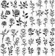 set of rose illustration isolated floral flower drawing black and white vector graphic element beautiful decoration collection