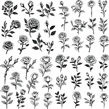 Set Of Rose Illustration Isolated Floral Flower Drawing Black And White Vector Graphic Element Beautiful Decoration Collection