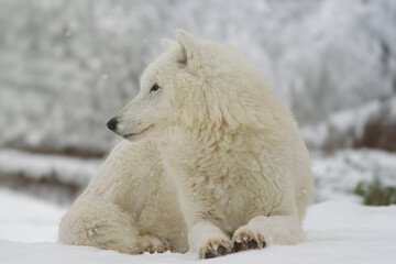 Sticker - polar wolf sitting against the backdrop of a snowy forest