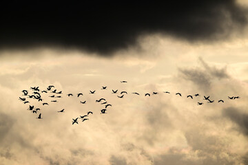 Poster - Ziehende Kraniche am Abendhimmel // Migrating cranes in the evening sky