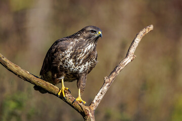 Wall Mural - Mäusebussard (Buteo buteo)