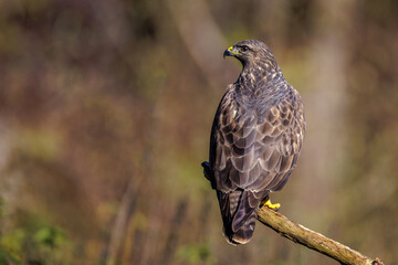 Wall Mural - Mäusebussard (Buteo buteo)