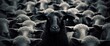 black sheep in a large group of white sheep concept of nonconformity