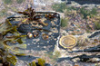 Topshells and upturned limpet in rockpool