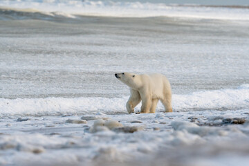 Canvas Print - Polar Bear on the shore of Hudson