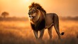 männlicher Löwe mit Mähne König schleicht beobachtend durch Savanne Serengeti, Afrika auf der Suche nach Fleisch Beute als Jäger, Großkatze gefährliche wild lebende Tiere Raubtiere grazil Katze  