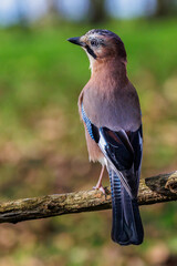 Wall Mural - Eichelhäher (Garrulus glandarius)