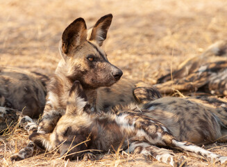 Wall Mural - close up of pack of resting african wild dogs (lycaon pictus)