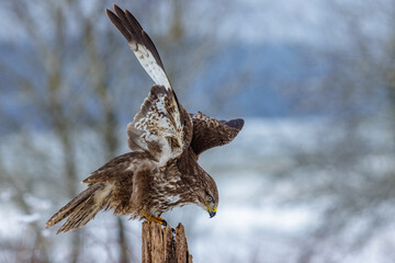 Wall Mural - Mäusebussard (Buteo buteo)