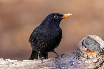 Poster - Amsel (Turdus merula) Männchen