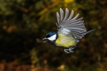 Wall Mural - Kohlmeise (parus major)