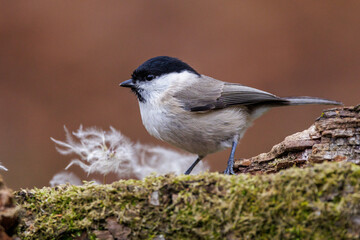 Wall Mural - Sumpfmeise (Poecile palustris)