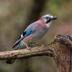 Wall Mural - Eichelhäher (Garrulus glandarius)