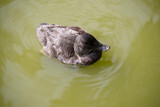 Fototapeta  - the female hardheaded duck has brown eyes and is all brown with a black beak