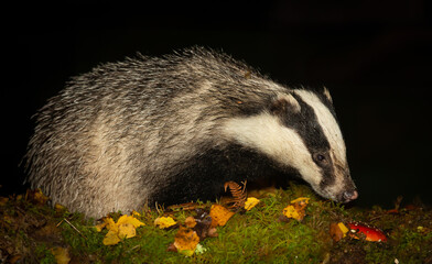 Wall Mural - Badger, Scientific name: Meles meles.  Close up of an adult badger foraging in Autumn on a wet, rainy night. Facing right on green moss with red toadstool. Horizontal.  Space for copy.