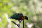 Fototapeta Tęcza - The yong rainbow lorikeet has a bright yellow-orange/red breast, a mostly violet-blue throat and a yellow-green collar just like the adults.