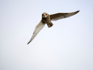 Poster - Short-eared owl, Asio flammeus