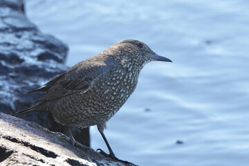 blue rock thrush in a field