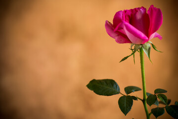 Poster - Flowers of beautiful blooming red rose on brown background