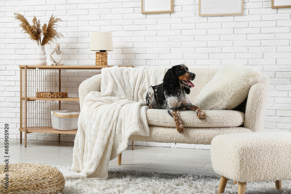 Cute cocker spaniel lying on white sofa in living room