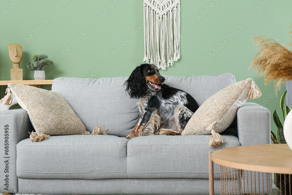 Cute cocker spaniel on grey sofa in living room