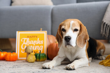 Poster - Cute Beagle dog with pumpkins and card for Thanksgiving Day at home