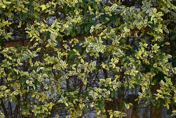 Sticker - A hedge of variegated Japanese spindle ( Euonymus japonicus ).Celastraceae evergreen shrub. Background material around houses.