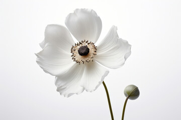 Wall Mural - White poppy blooming nature closeup blossom plant petal spring floral flora green flower