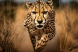 Cat carnivore cheetah mammal predator nature wildlife safari animal wild africa