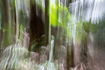 Wall Mural - Bright green of fern frond catching sunlight in motion blur deep in rain forest