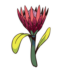 Sticker - south africa king protea botanical