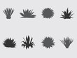 hand drawn agave plant vector silhouette collection