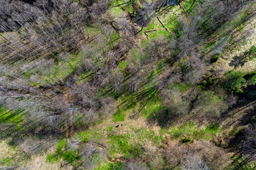 Aerial view of two forest streams converging into one