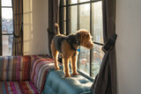 Fototapeta  - A quirky Welsh Terrier dog stands on the top of a couch curiously looking out the window.