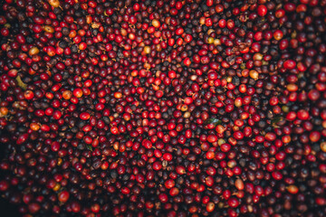 Canvas Print - Red cherry coffee beans in a bucket