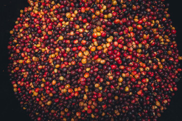 Canvas Print - Red cherry coffee beans in a bucket