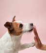 Jack Russell Terrier enjoys a gentle touch. The affectionate dog connects with a human in a tender moment