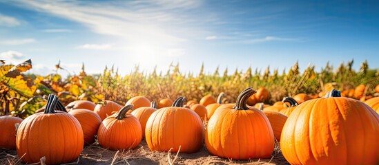 vibrant patch of pumpkins in the sun.