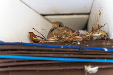 Mourning Dove Sitting On A Nest On The Roof.