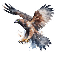 Watercolour Hawk