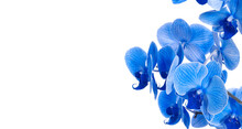 Beautiful Blue Orchid Without Background, Bright Blue Orchid Flowers On A White Background. Isolate