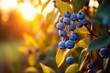 Blueberry bush with ripe berries at sunset. Beautiful nature background, A branch with natural blueberries against a blurred background of a blueberry garden at golden hour, AI Generated