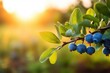 Blueberry bush with ripening berries on blurred background. Shallow depth of field, A branch with natural blueberries against a blurred background of a blueberry garden at golden hour, AI Generated