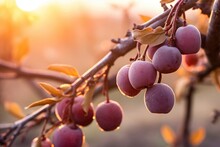 Plum Tree Branch With Ripe Fruits In The Garden At Sunset, A Branch With Natural Plums Against A Blurred Background Of A Plum Orchard At Golden Hour, AI Generated