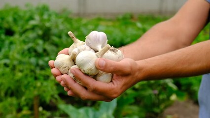 Wall Mural - A man farmer harvests garlic in his garden. Selective focus.