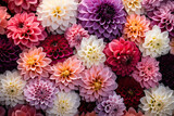 close up of a cluster of different colored dahlia flowers. dahlia flowers pattern wallpaper backdrop