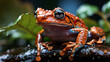 red frog, selective focus photography of frog holding leaf, rain. Generative AI