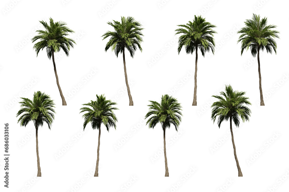 tropical coconut palm tree isolated on transparent background Stock ...