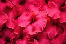 Red Pink Hibiscus Flower Background. Bright Red Hibiscus Blossom, Close Up Macro.